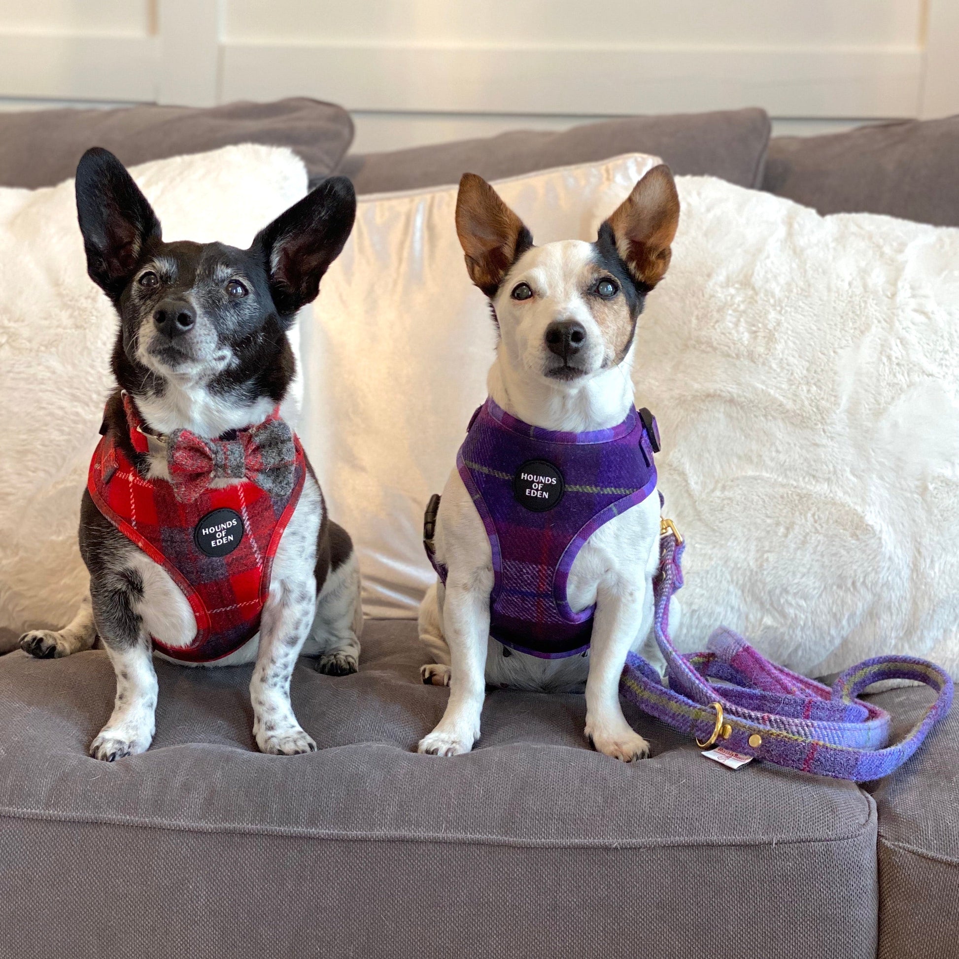 'Molly' - Pink & Purple Check Dog Harness - The Bark Market