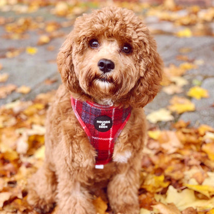 'Sammi' - Red & Grey Check Dog Harness - The Bark Market