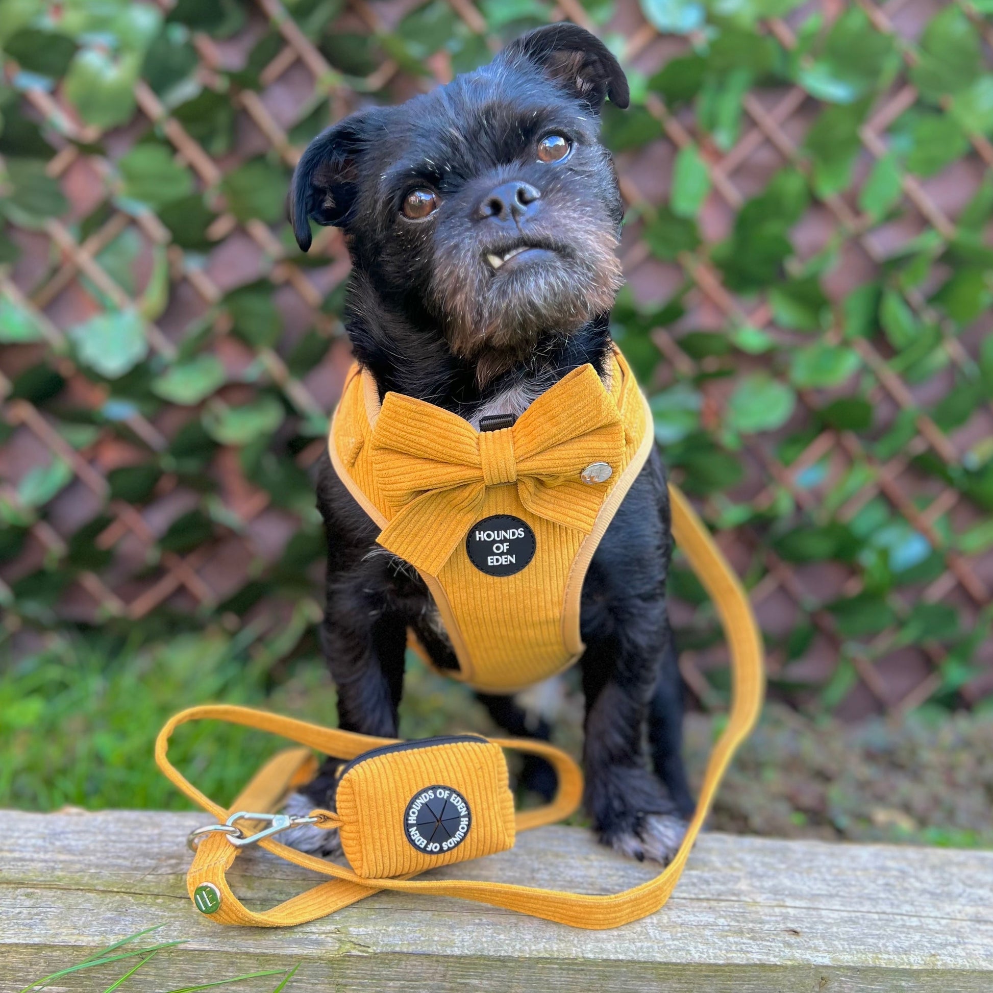 Mustard Yellow Corduroy Harness - The Bark Market