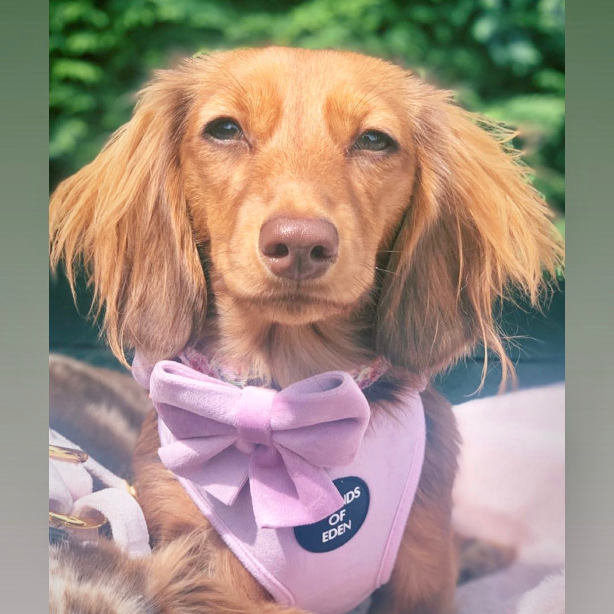 Lilac Dreams - Lilac Velvet Dog Harness with Rose Gold Metal Hardware - The Bark Market