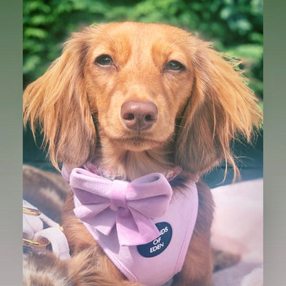 Lilac Dreams - Lilac Velvet Dog Harness with Rose Gold Metal Hardware - The Bark Market