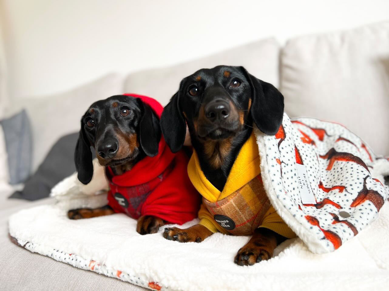 Sizzlin' Sausages Dog Snuggle Blanket - The Bark Market
