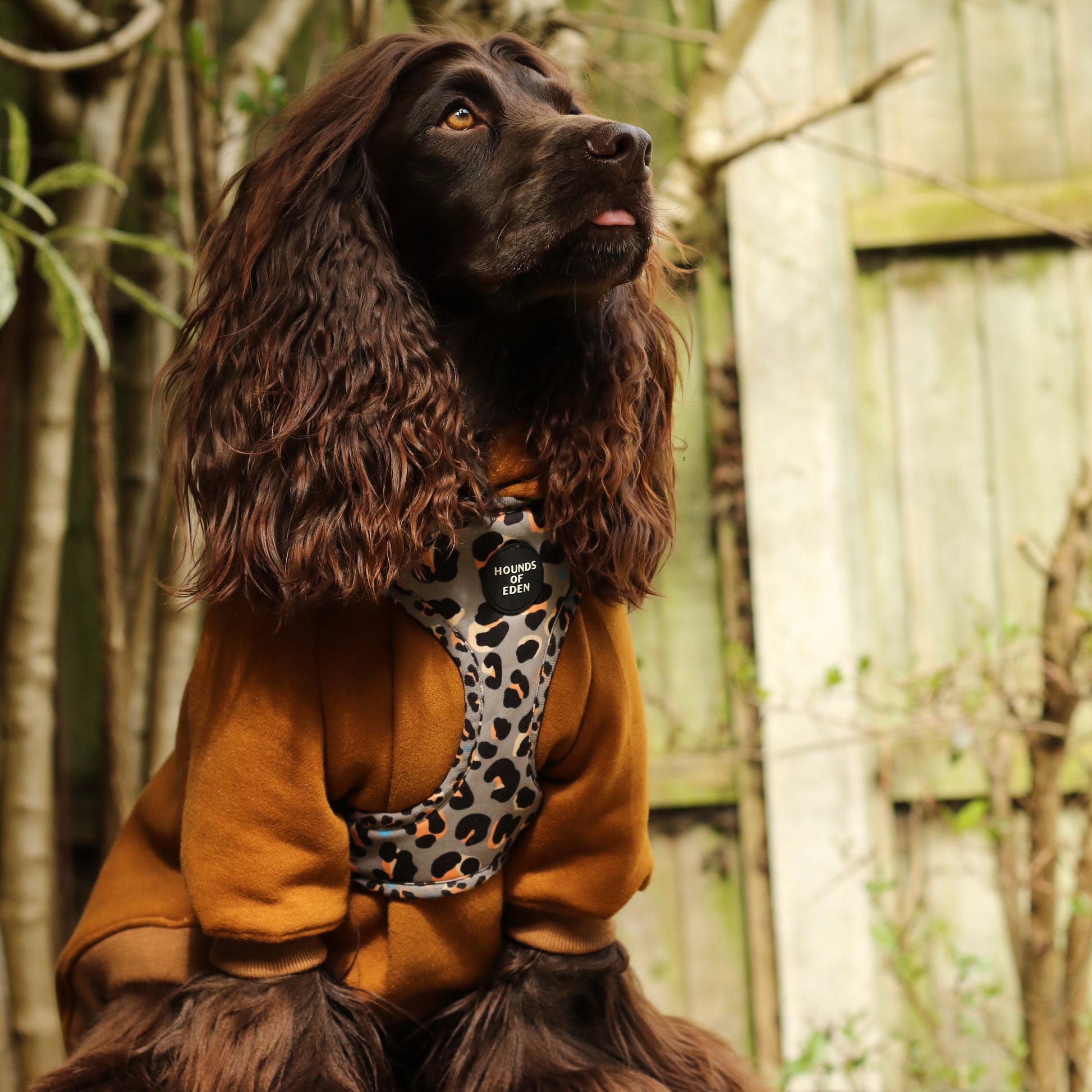 'Steel Leopard' - Khaki/Grey Dog Harness - The Bark Market