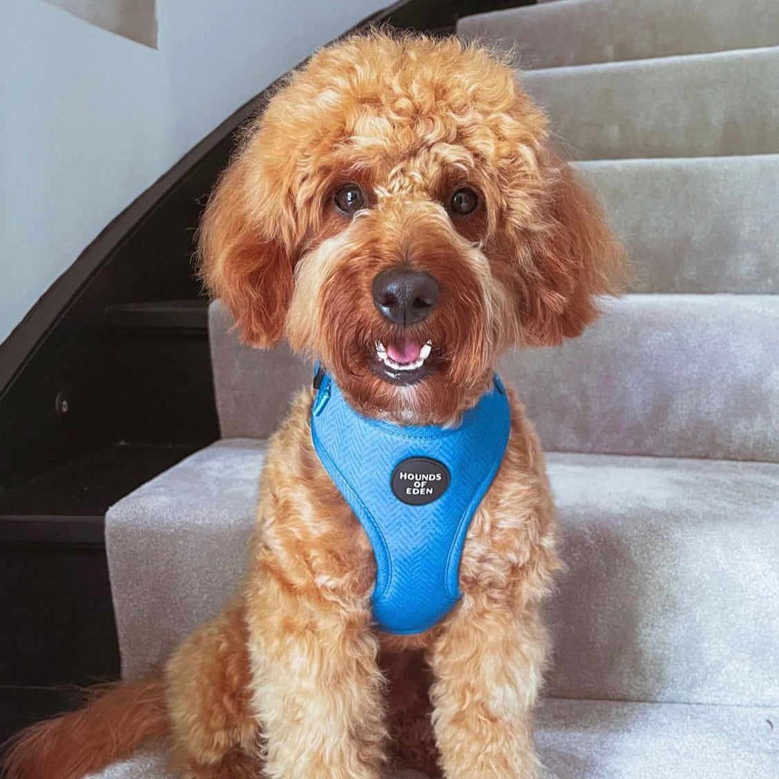 'Bruce' - Blue & Teal Herringbone Dog Harness - The Bark Market
