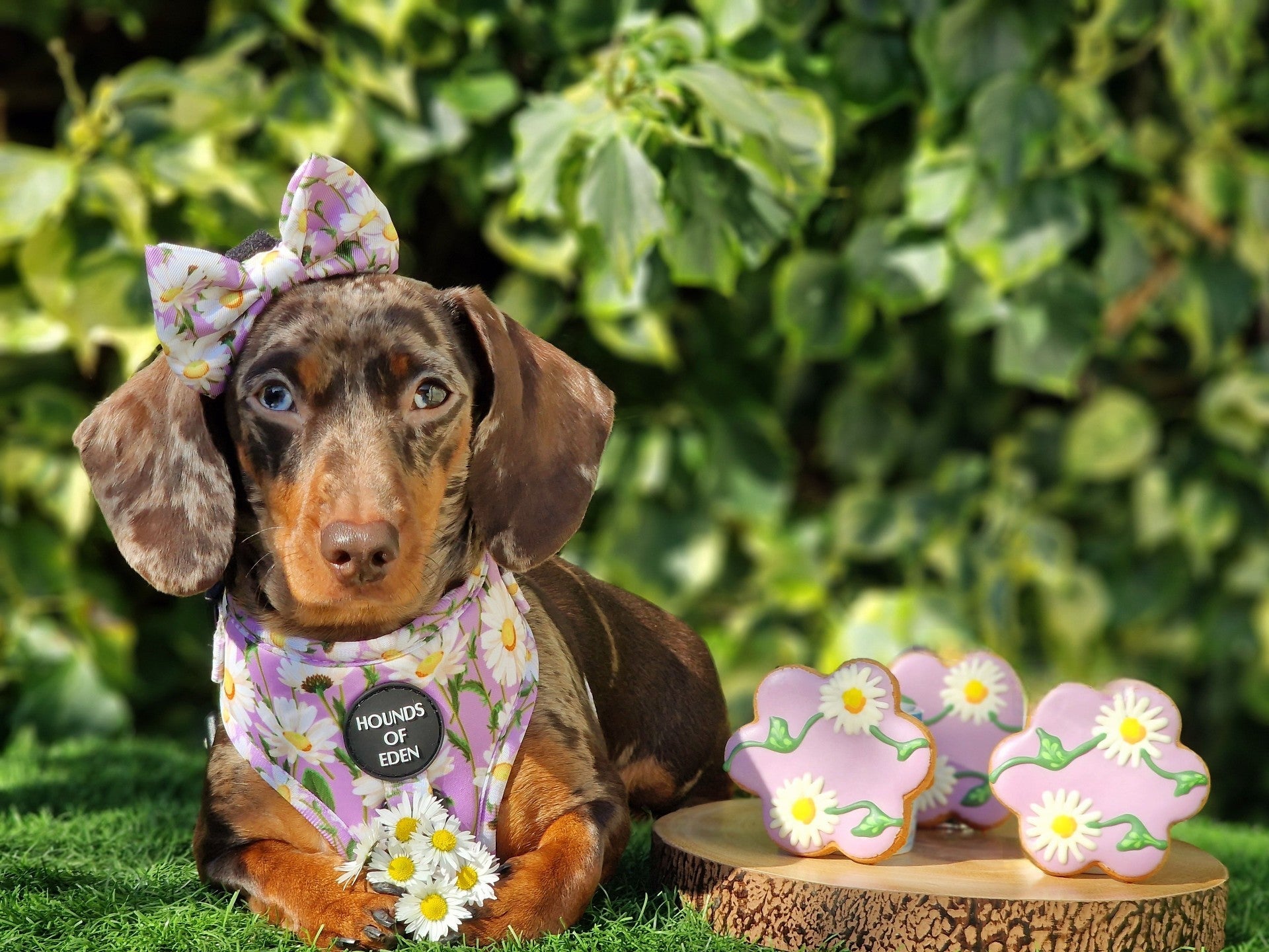 Daisy Dreams Design Dog Harness - The Bark Market