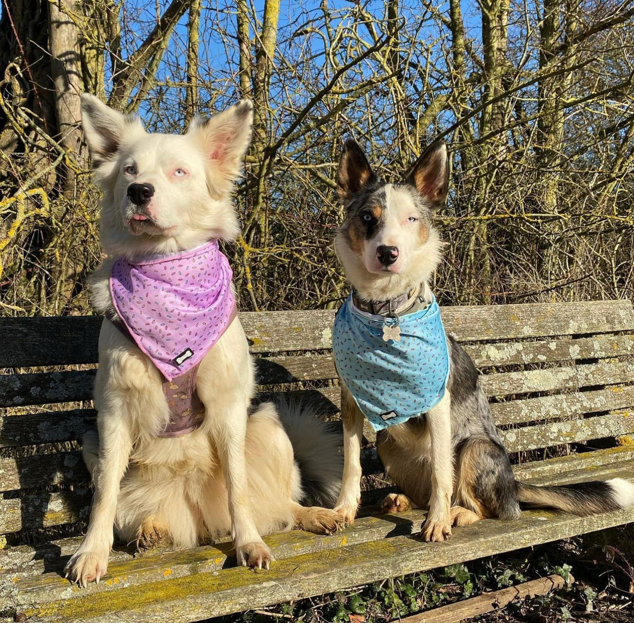 Sprinkles For Days Cooling Bandana - Pink - The Bark Market