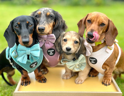 Tiffany's - Light Teal Velvet Dog Harness with Silver Metal Hardware - The Bark Market