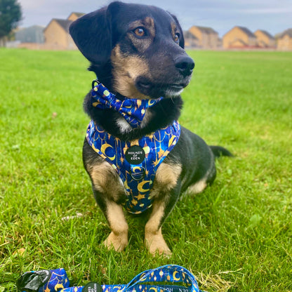 Arabian Nights - Blue and Gold Dog Harness - The Bark Market