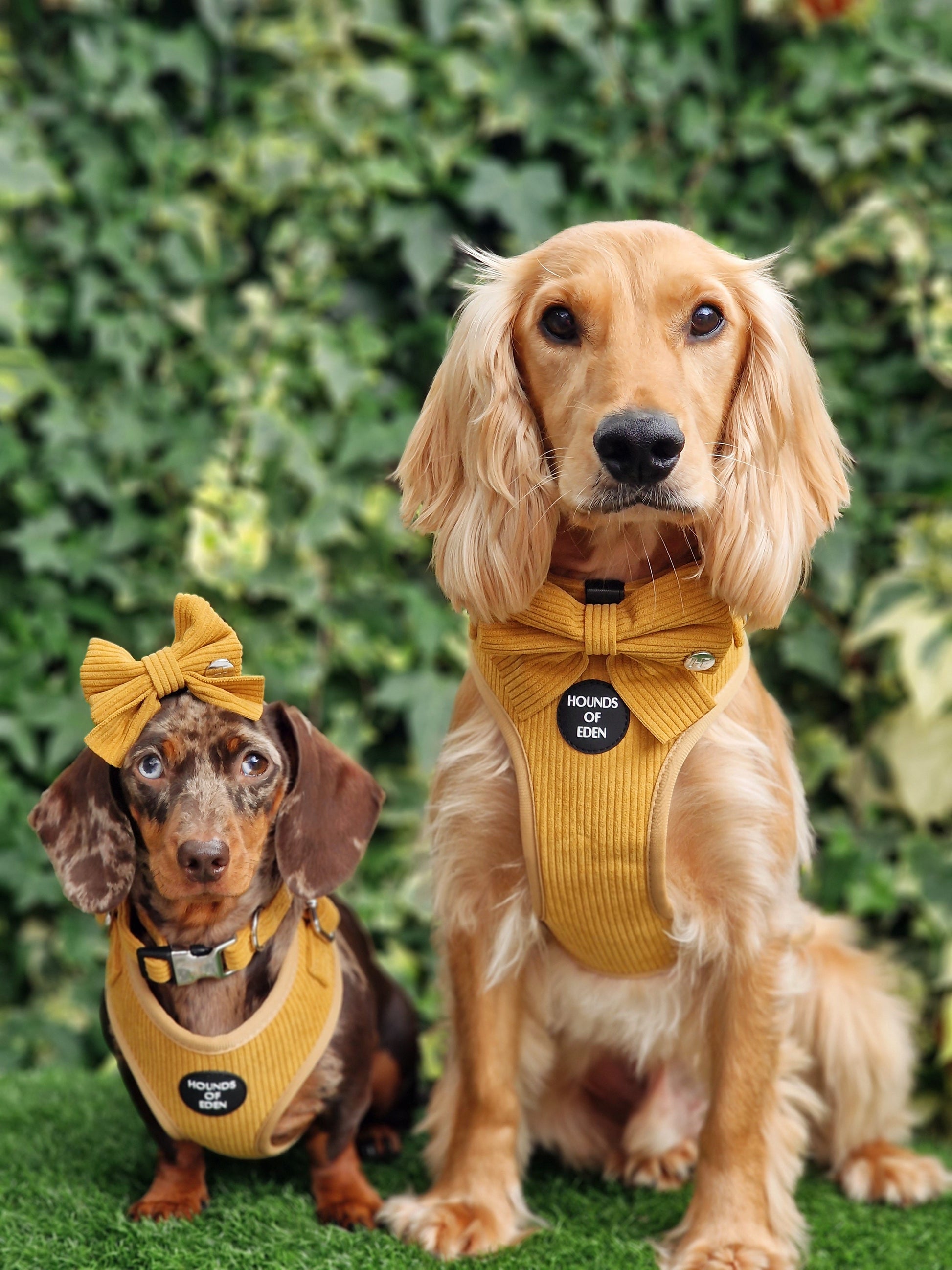 Mustard Yellow Corduroy Harness - The Bark Market