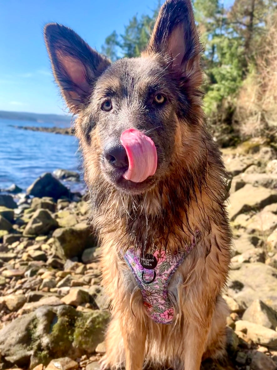 Wild Blossom - Design Dog Bow Tie - The Bark Market