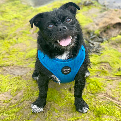 'Bruce' - Blue & Teal Herringbone Dog Harness - The Bark Market