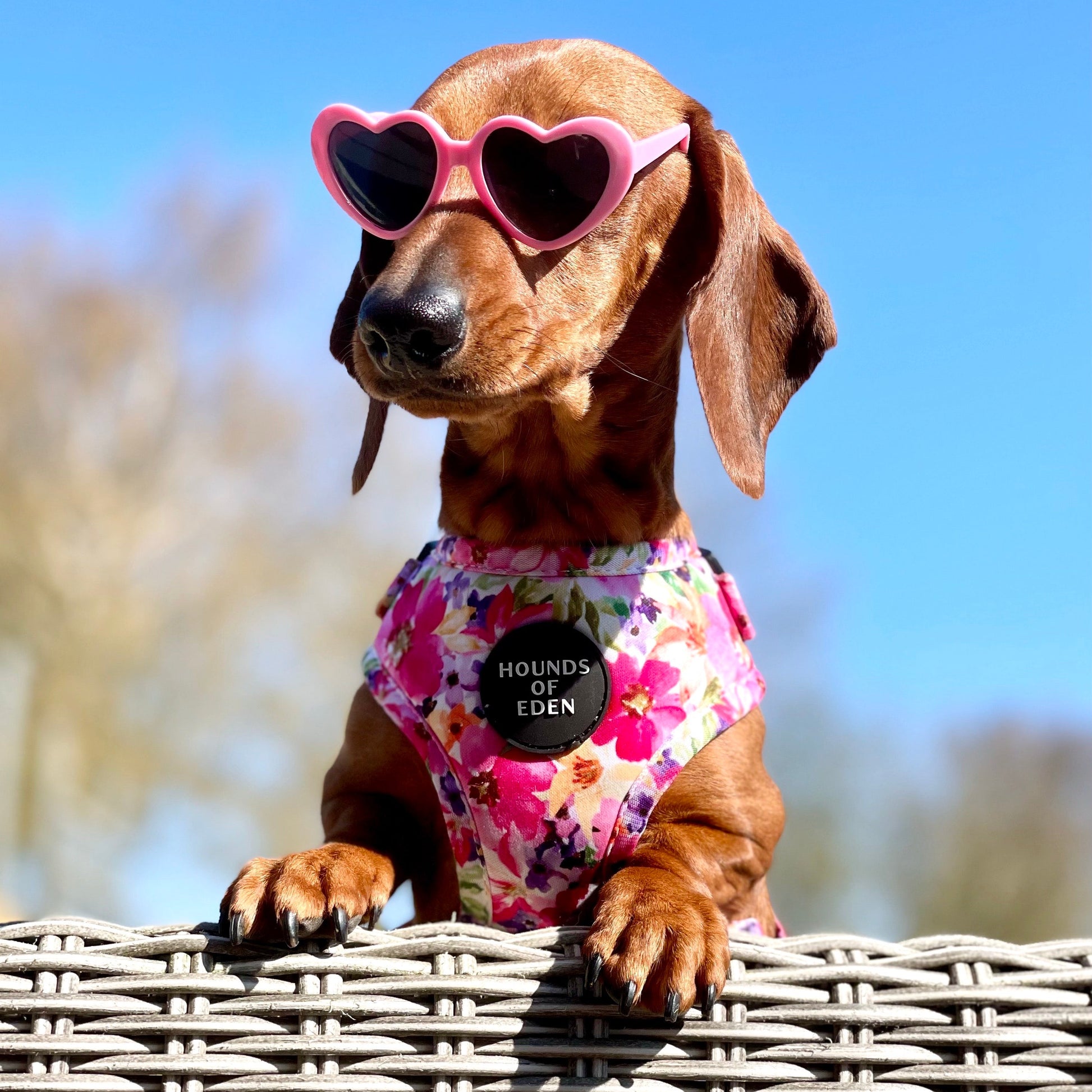'Florentina' - Floral Dog Harness - The Bark Market