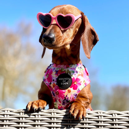 'Florentina' - Floral Dog Harness - The Bark Market