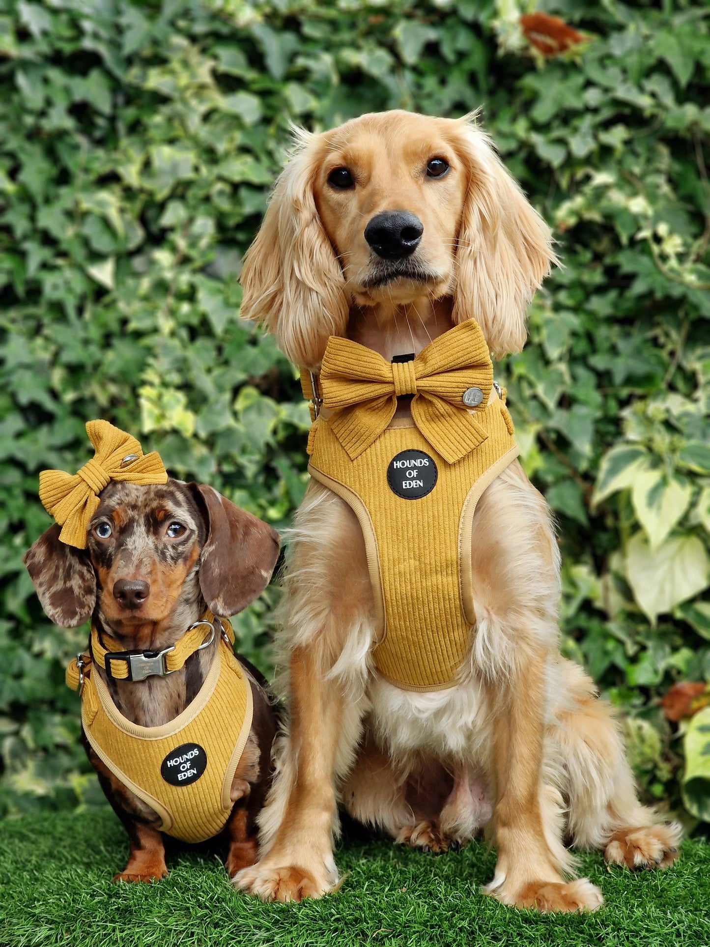 Mustard Yellow Corduroy Collar - The Bark Market