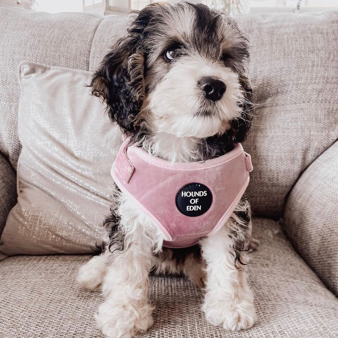 Lilac Dreams - Lilac Velvet Dog Harness with Rose Gold Metal Hardware - The Bark Market