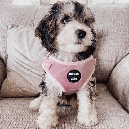 Lilac Dreams - Lilac Velvet Dog Harness with Rose Gold Metal Hardware - The Bark Market