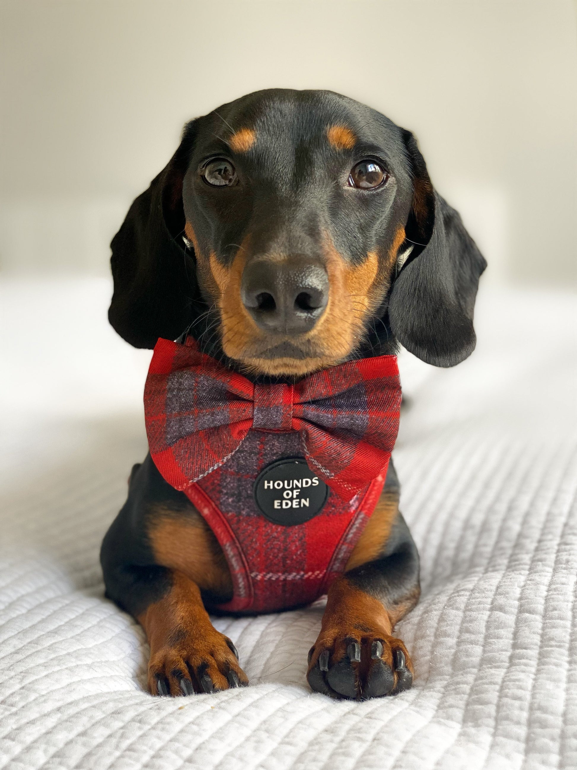 'Sammi' - Red & Grey Check Dog Harness - The Bark Market