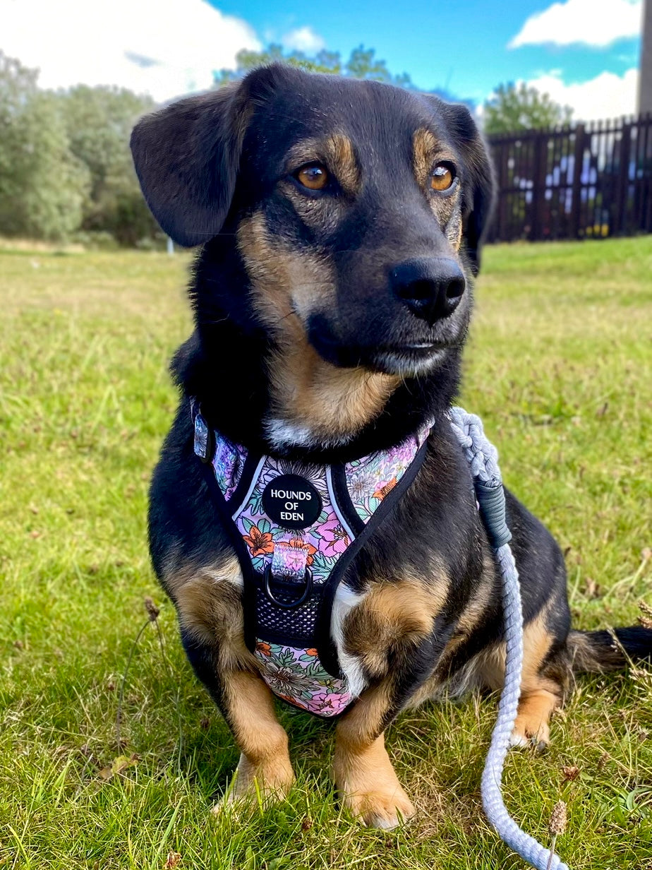 Supaw Strong™ Wild Blossom Utility Harness - The Bark Market