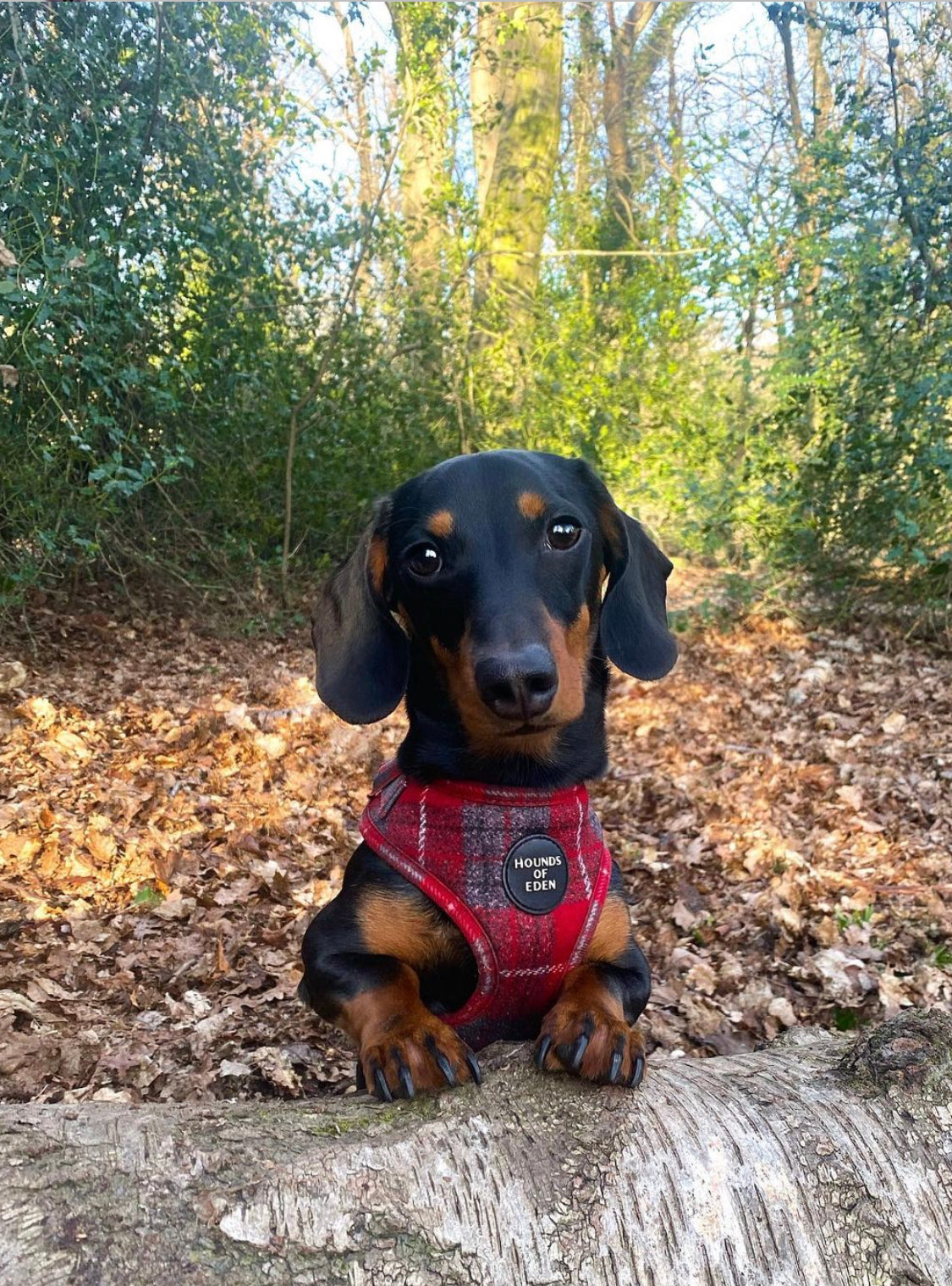 'Sammi' - Red & Grey Check Dog Harness - The Bark Market
