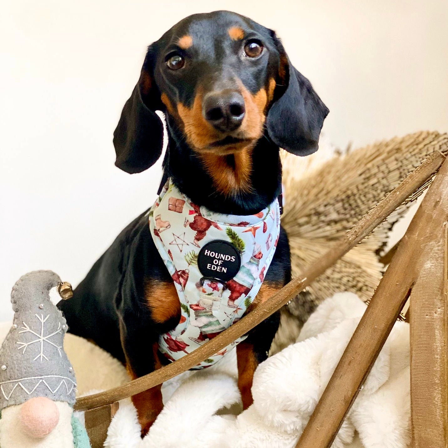 Teddy it's Cold Outside - Dog Harness - The Bark Market