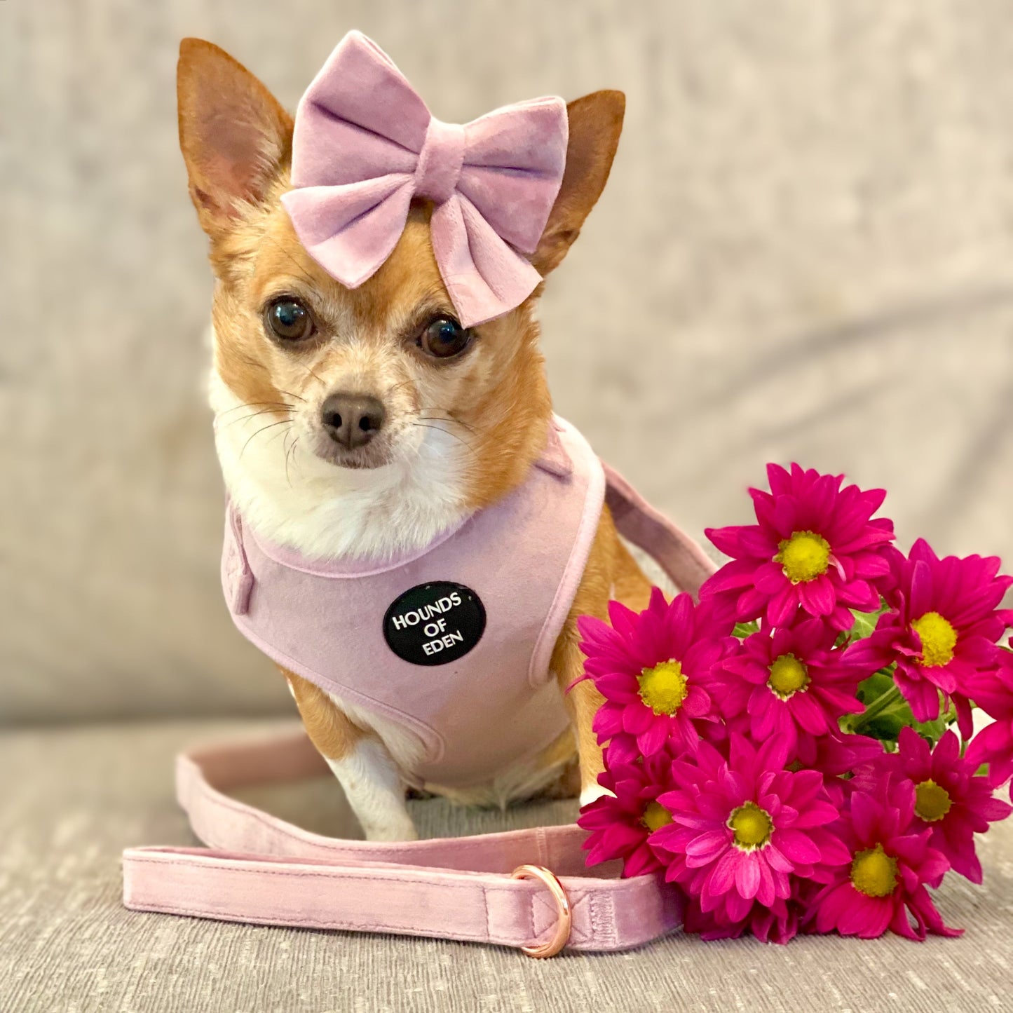 Lilac Dreams - Lilac Velvet Dog Harness with Rose Gold Metal Hardware - The Bark Market