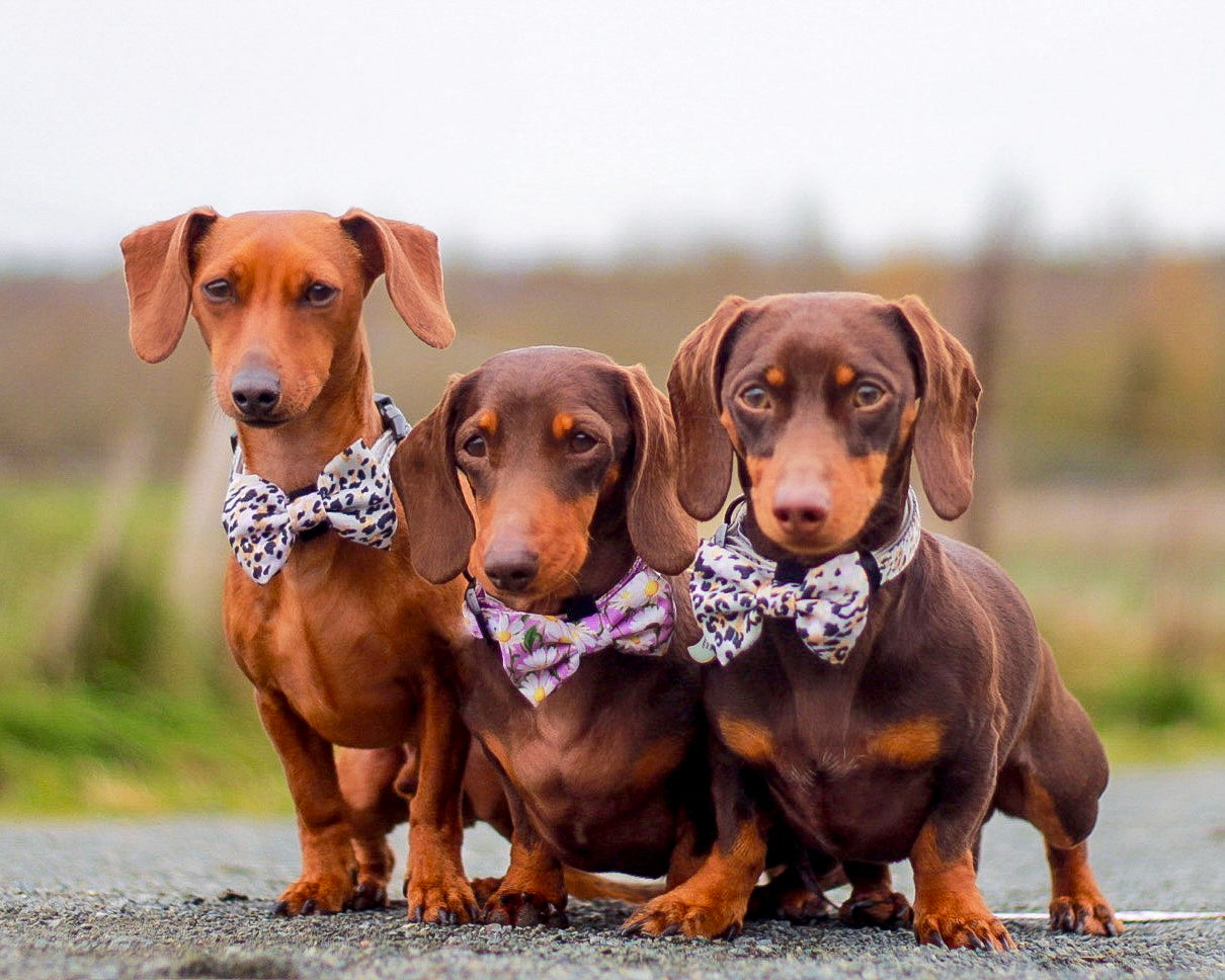Sage Leopard Design Dog Harness - The Bark Market