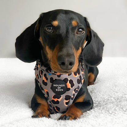 'Steel Leopard' - Khaki/Grey Dog Harness - The Bark Market