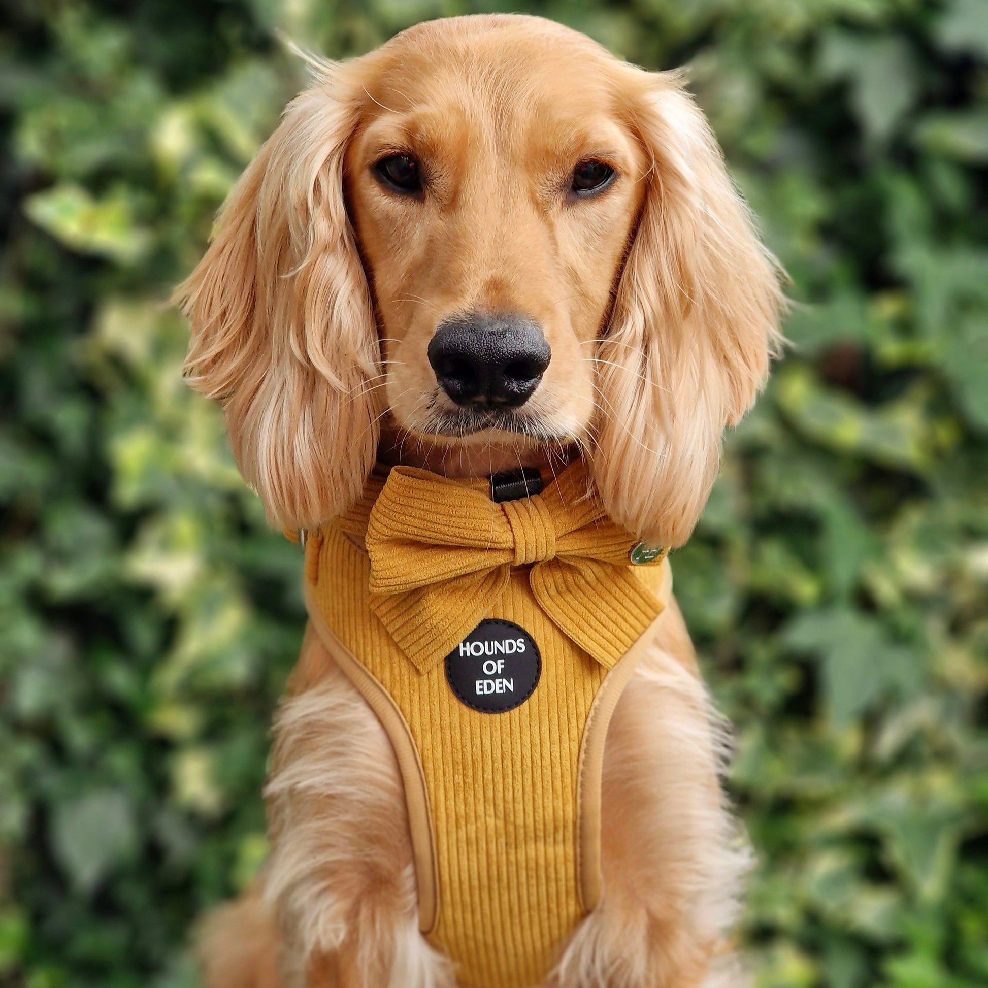 Mustard Yellow Corduroy Harness - The Bark Market