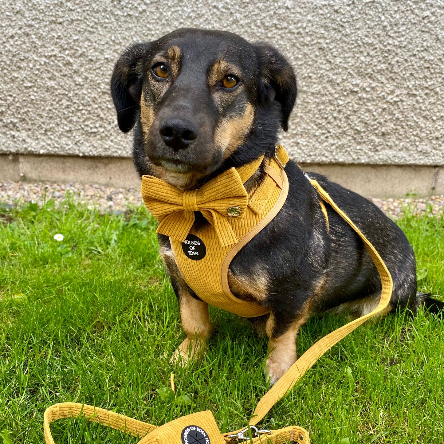 Mustard Yellow Corduroy Harness - The Bark Market