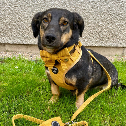 Mustard Yellow Corduroy Harness - The Bark Market