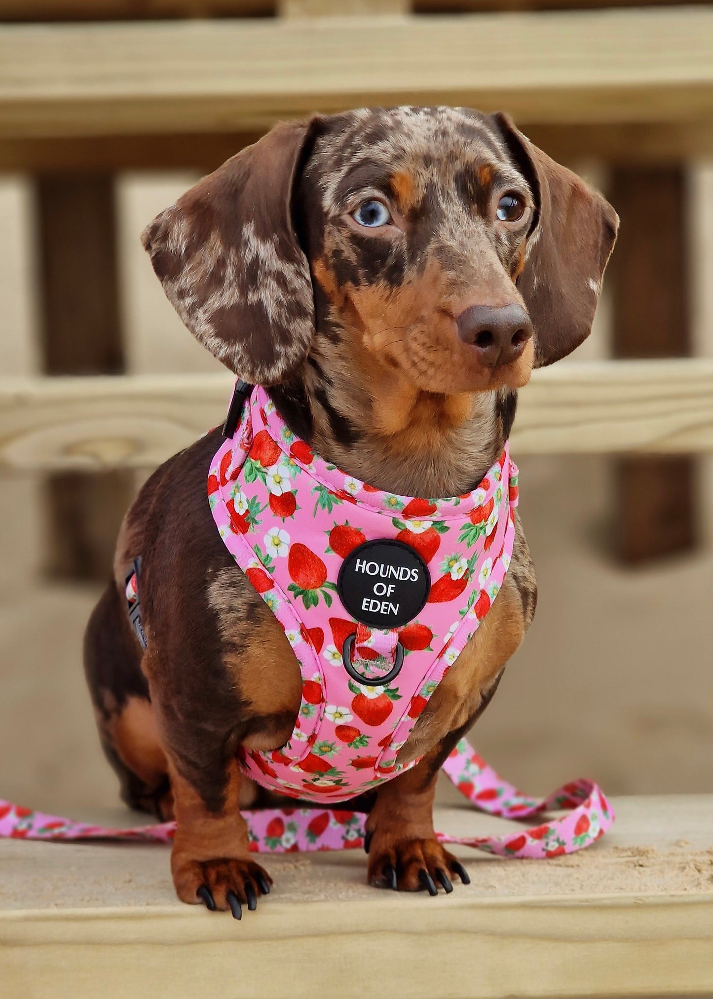 Strawberry Patch Design Dog Harness - The Bark Market