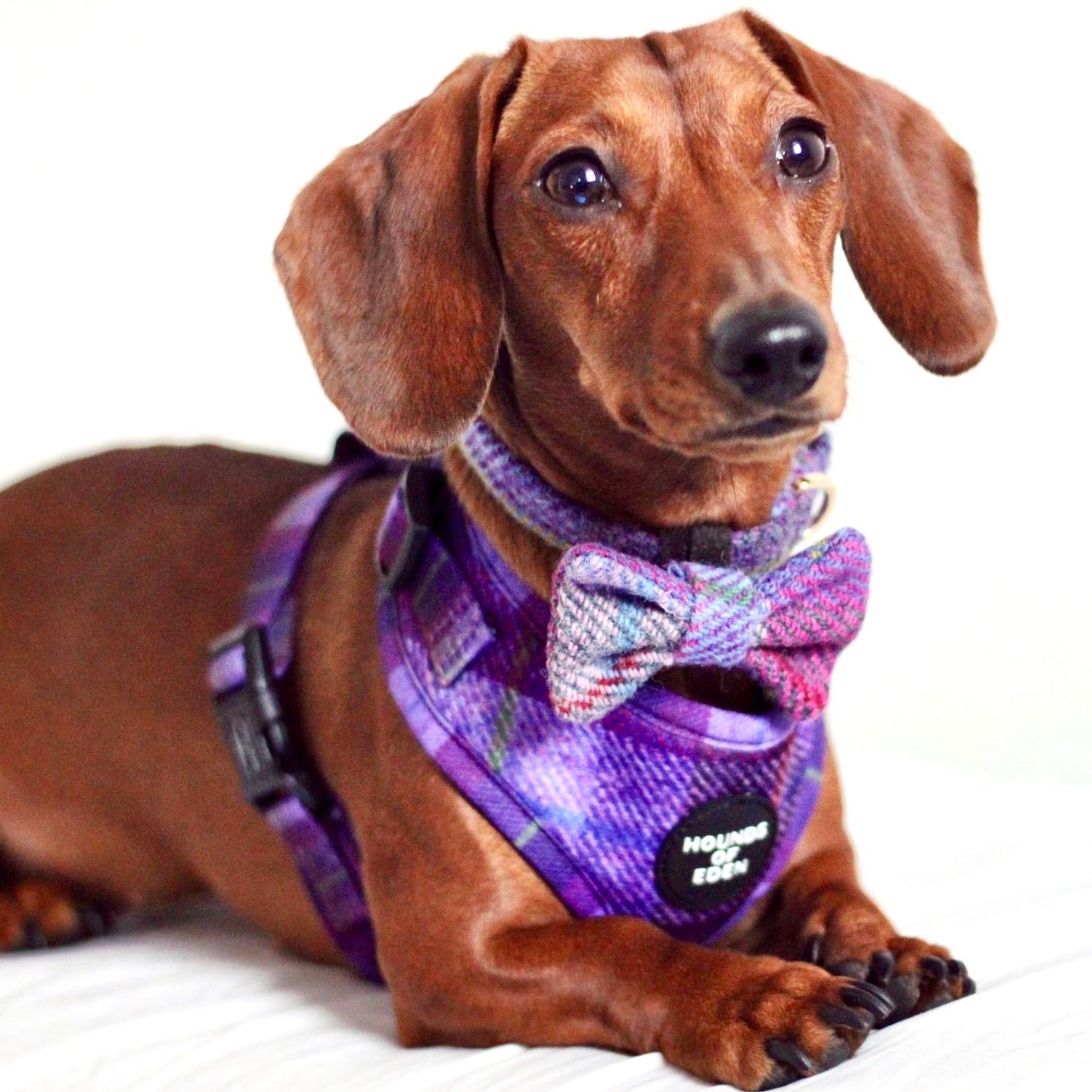 'Molly' - Purple tweed effect Poop/Treat Bag Holder - The Bark Market