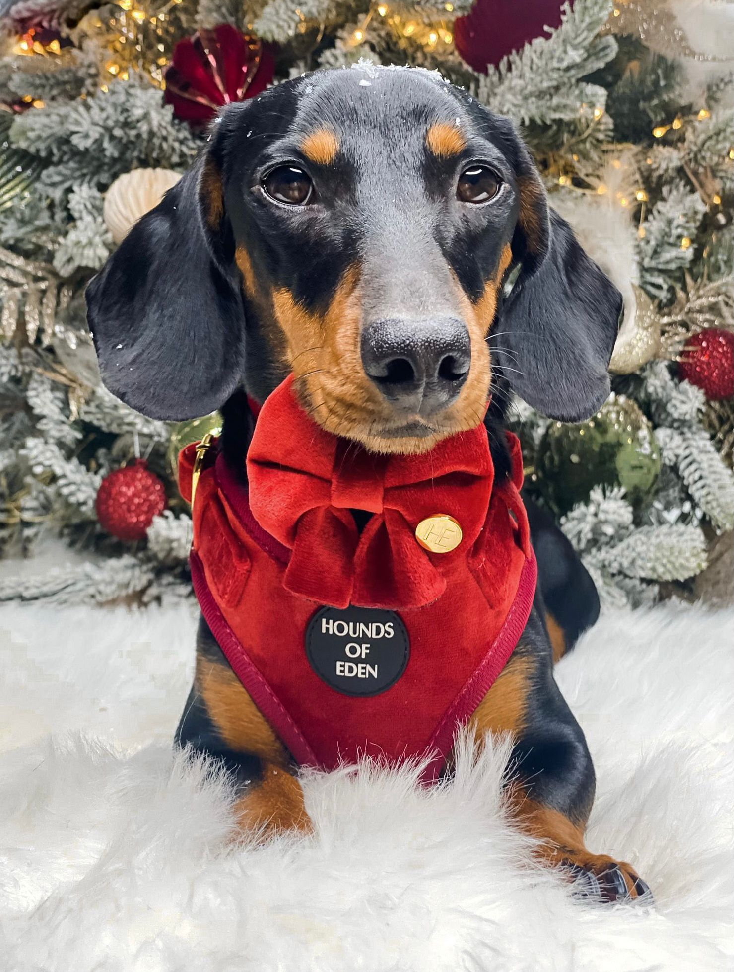 Ruby Red Velvet Harness - The Bark Market