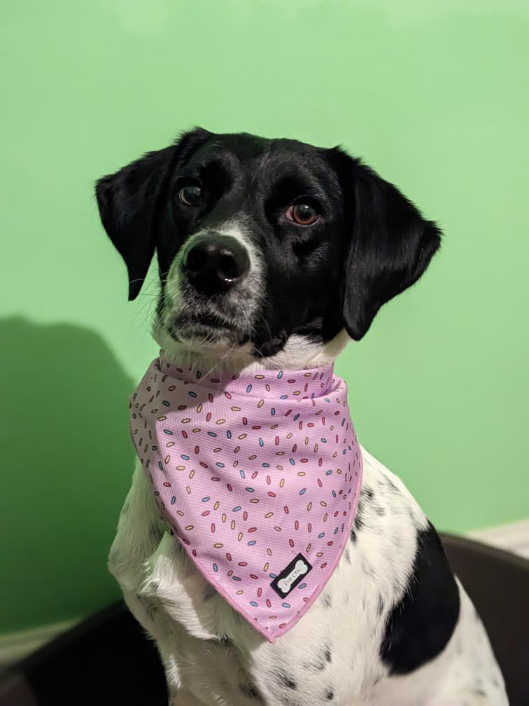 Sprinkles For Days Cooling Bandana - Pink - The Bark Market