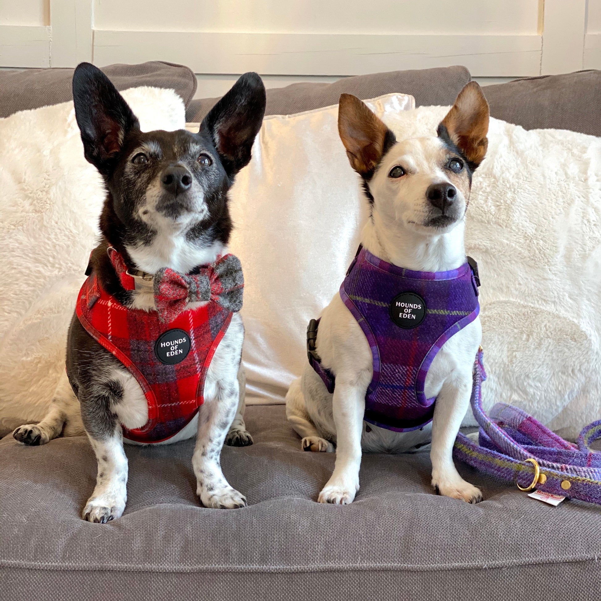 'Sammi' - Red & Grey Check Dog Harness - The Bark Market