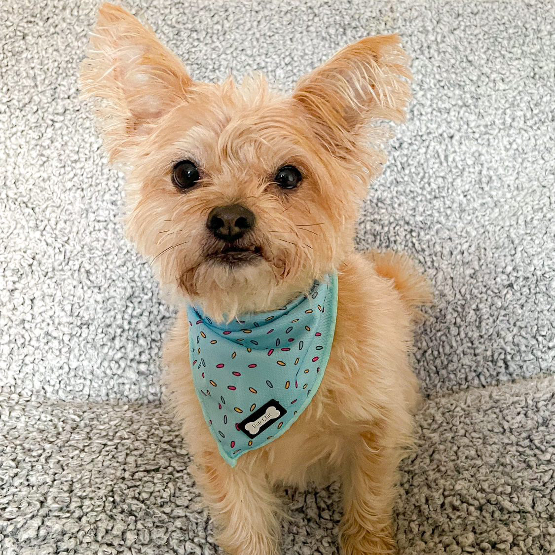 Sprinkles For Days Cooling Bandana - Blue - The Bark Market