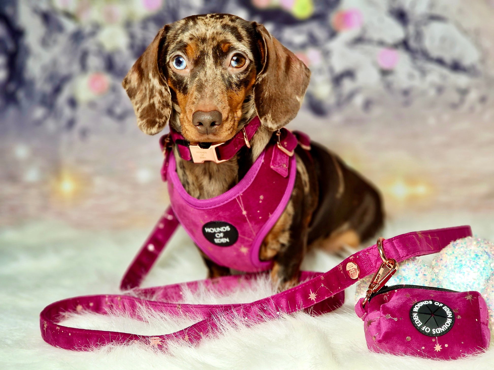 Magenta Sky Velvet Harness - The Bark Market