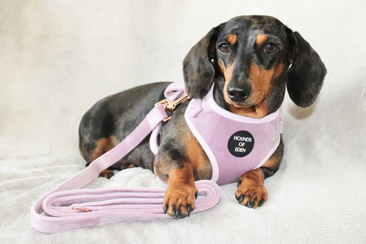 Lilac Dreams - Lilac Velvet Dog Harness with Rose Gold Metal Hardware - The Bark Market