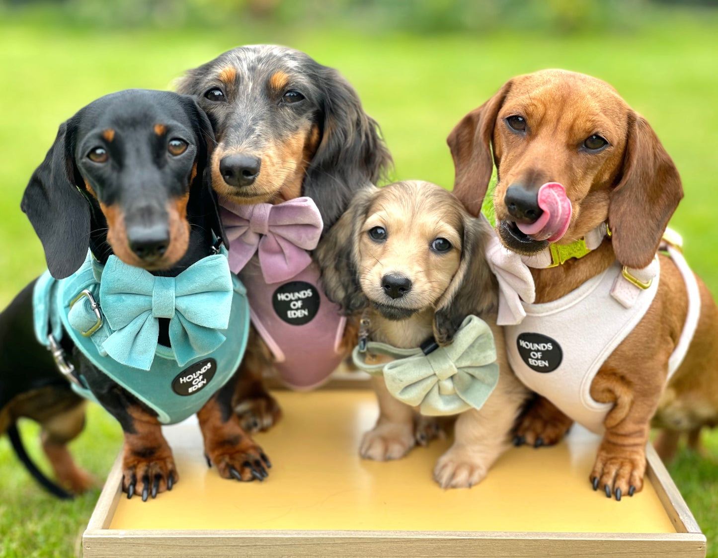 Lilac Dreams - Lilac Velvet Dog Harness with Rose Gold Metal Hardware - The Bark Market