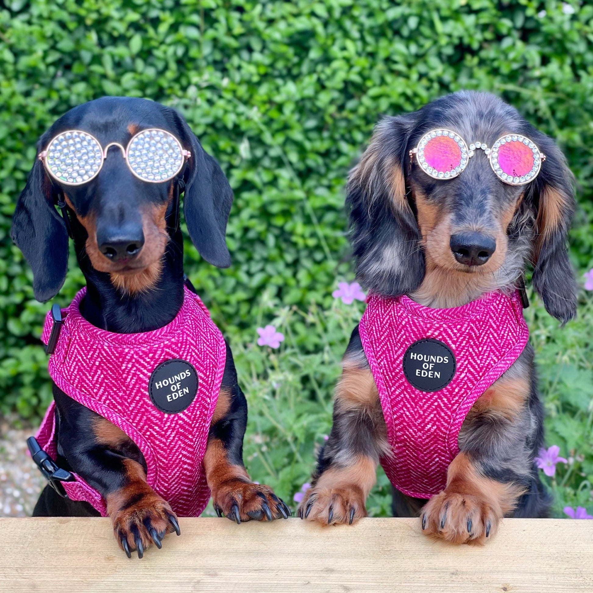 'Bella' - Pink Herringbone Dog Harness - The Bark Market