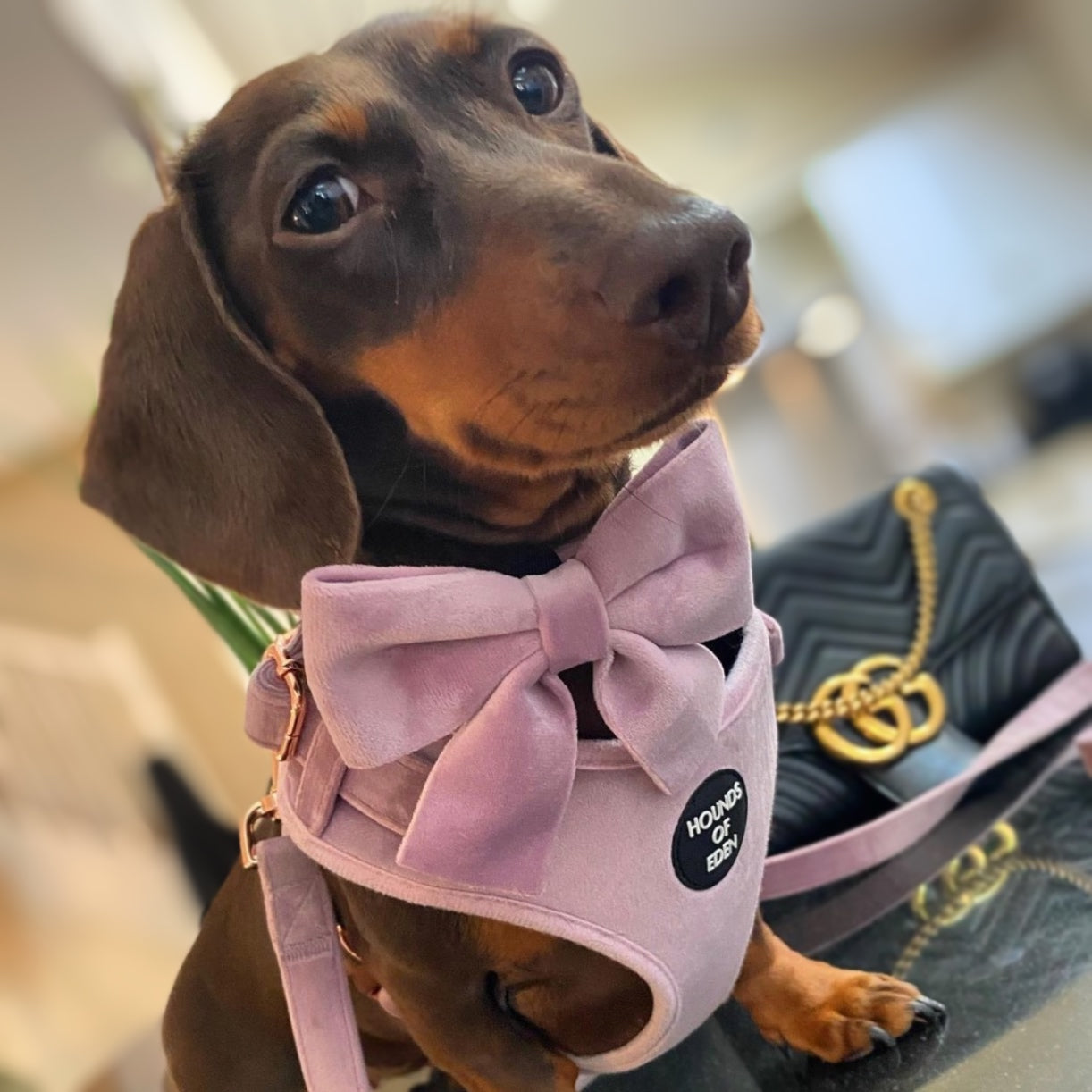 Lilac Dreams - Lilac Velvet Dog Harness with Rose Gold Metal Hardware - The Bark Market