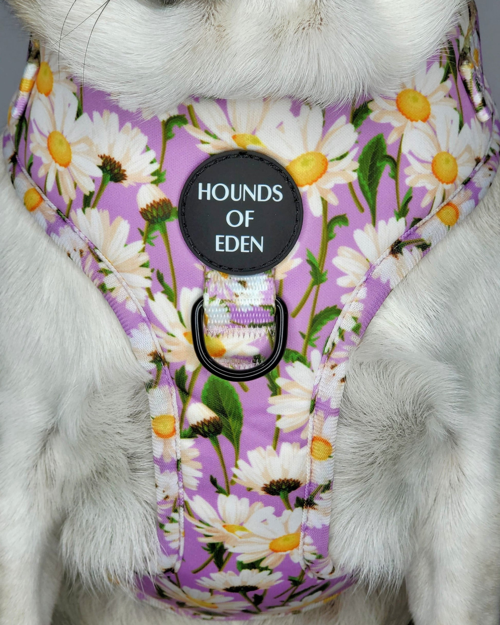 Daisy Dreams Design Dog Harness - The Bark Market