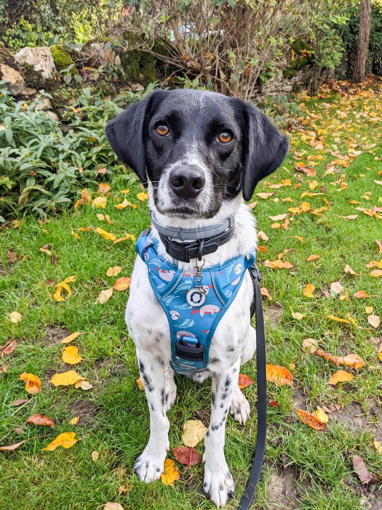 Lazy Sloth No Pull Tactical Dog Harness – Blue Teal Sloth Print, Adjustable, Step-In (Small-XL) 🦥 - The Bark Market