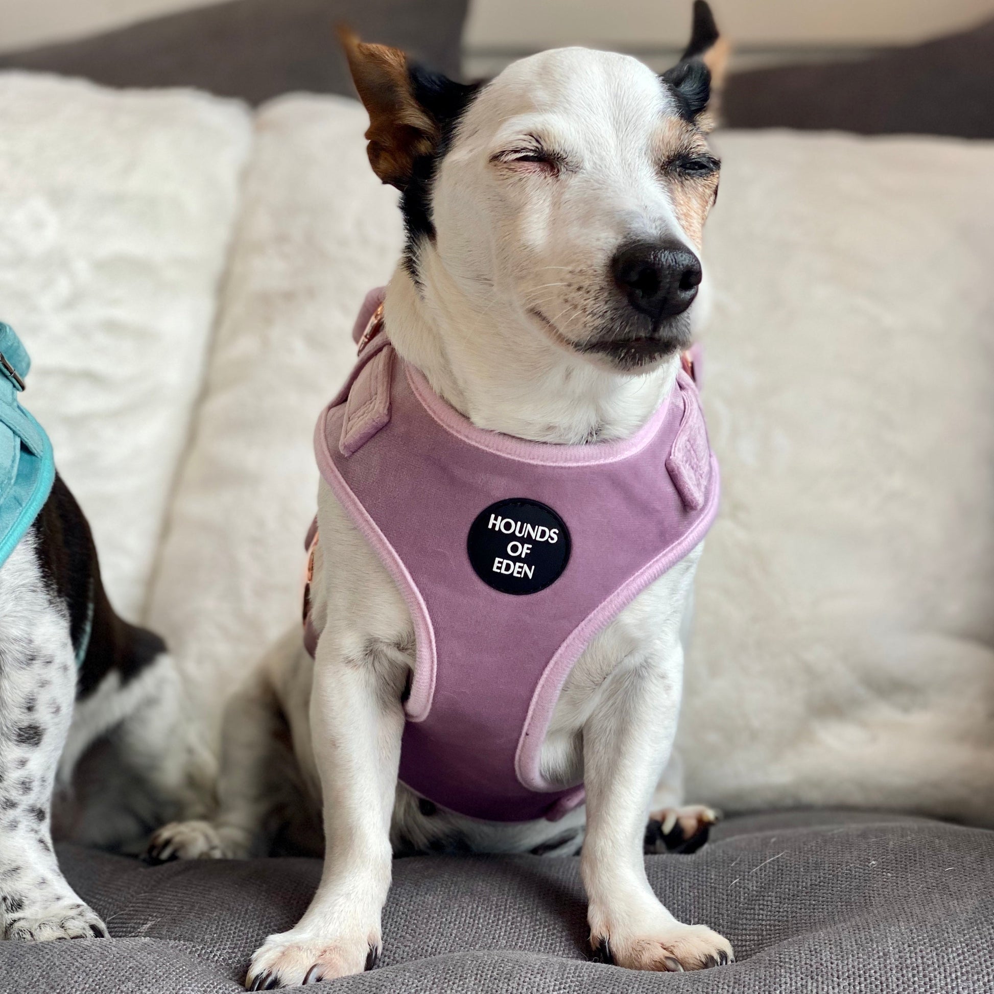 Lilac Dreams - Lilac Velvet Dog Harness with Rose Gold Metal Hardware - The Bark Market