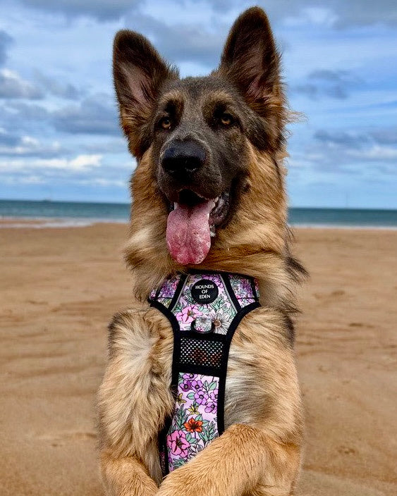 Supaw Strong™ Wild Blossom Utility Harness - The Bark Market