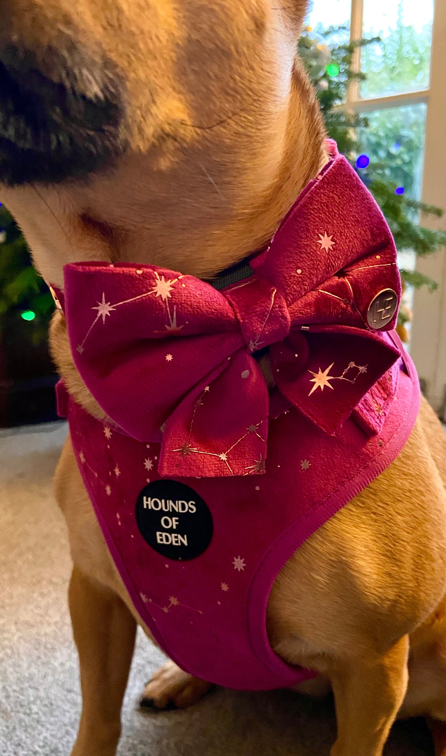 Magenta Sky Velvet Harness - The Bark Market