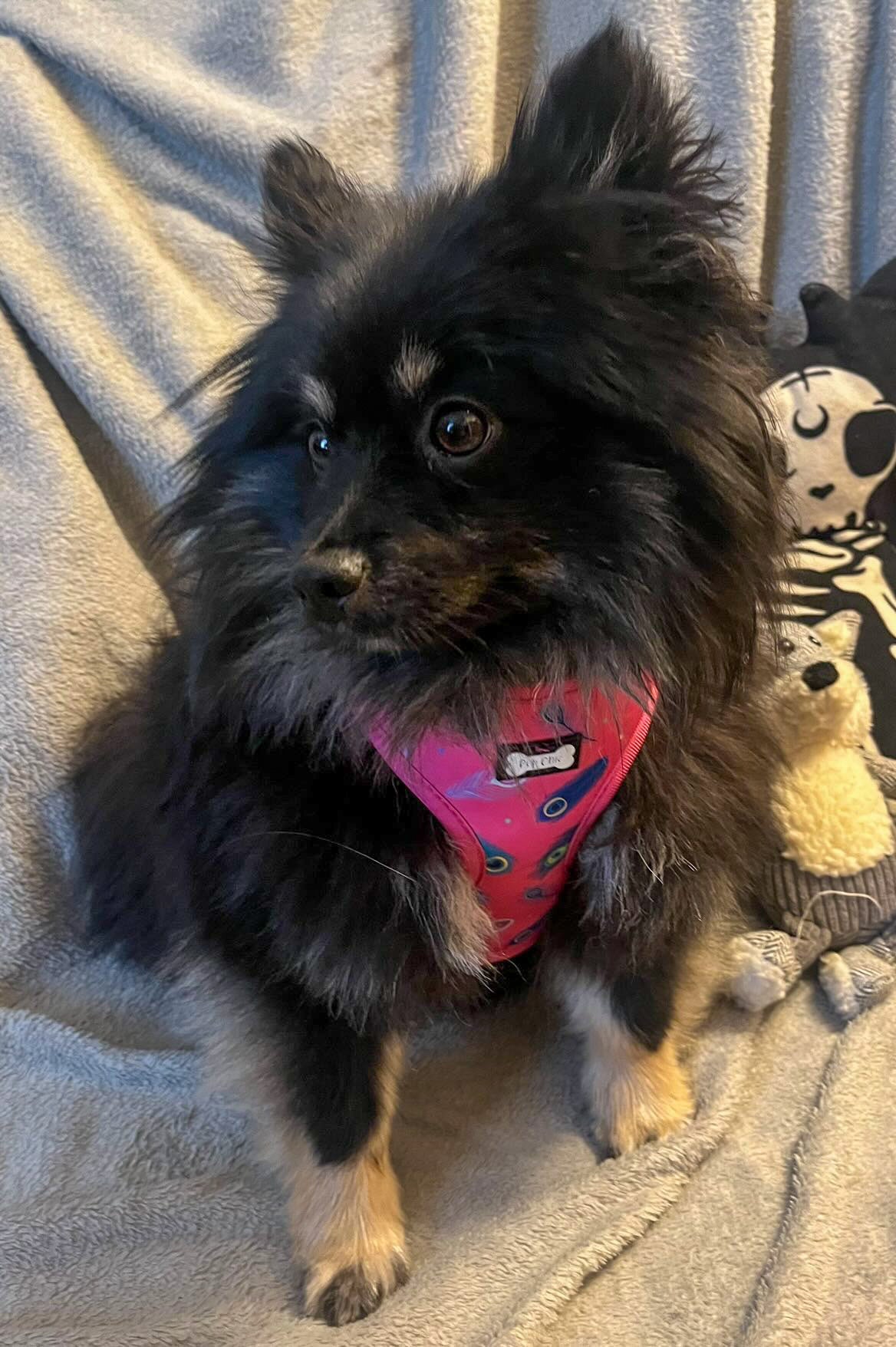 Peacock Power Adjustable Dog Harness - hot pink peacock feather dog harness - The Bark Market