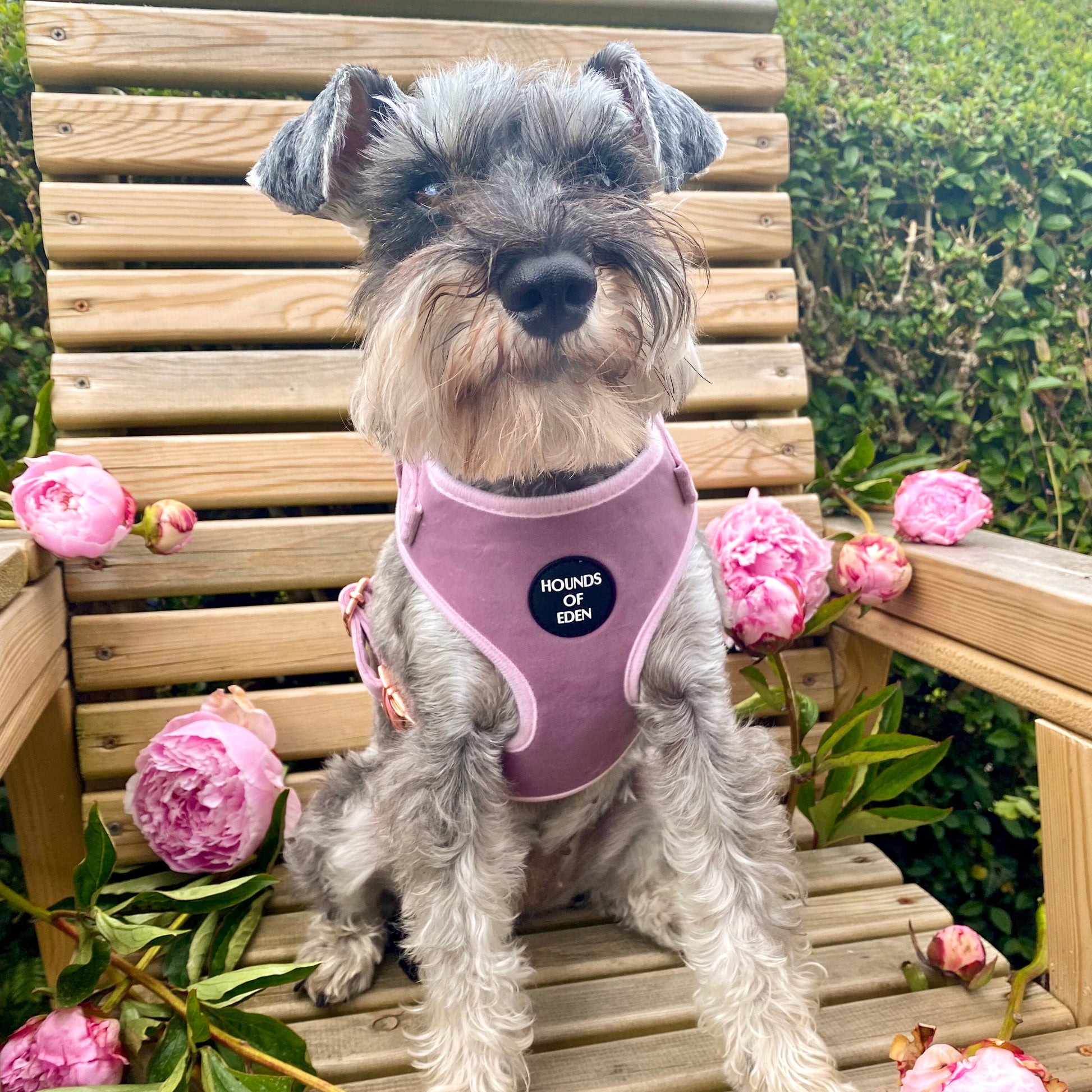 Lilac Dreams - Lilac Velvet Dog Harness with Rose Gold Metal Hardware - The Bark Market