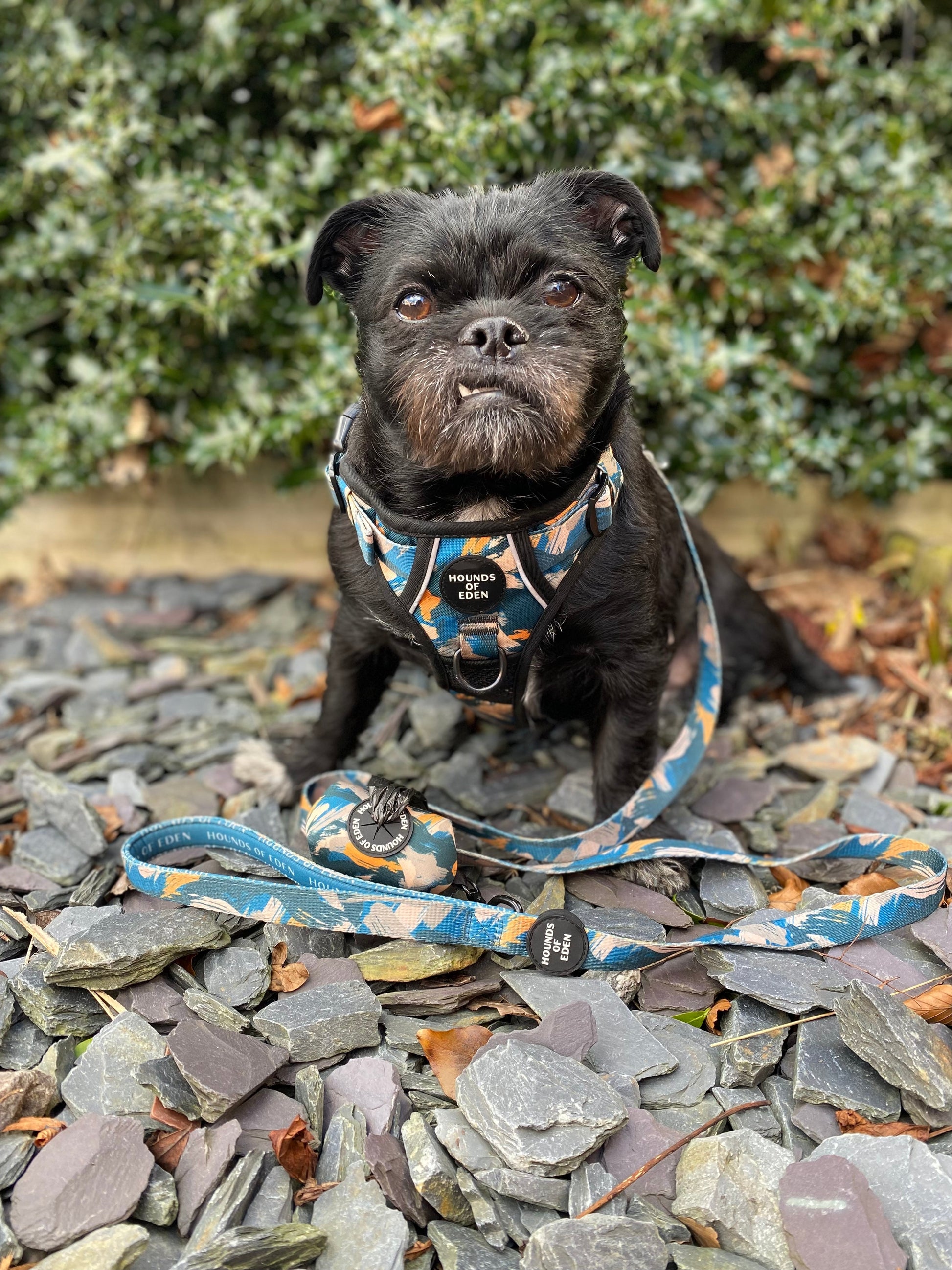 Supaw Strong™ 'Brush It Off' Utility Harness - The Bark Market