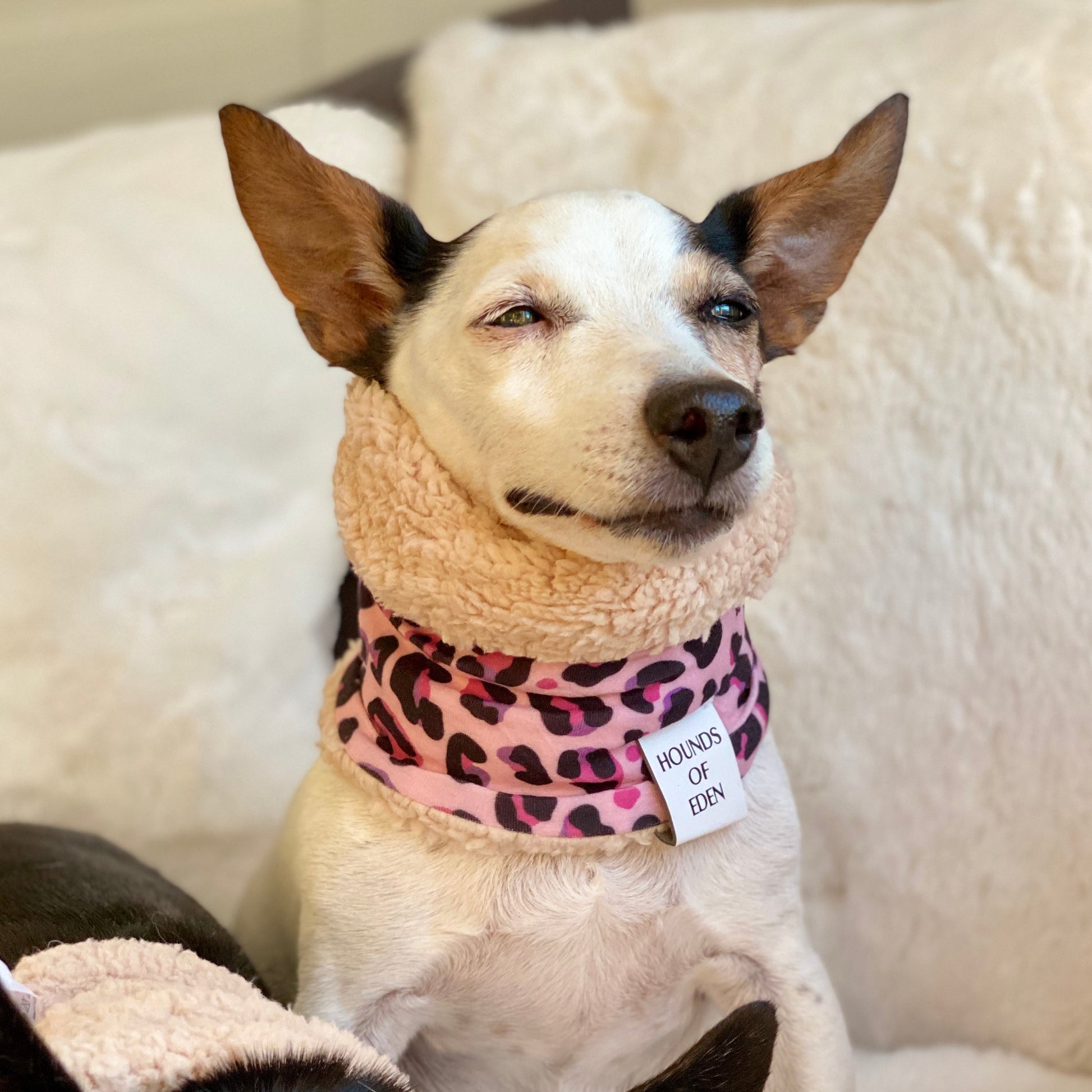 Blushing Leopard Dog Snood - The Bark Market